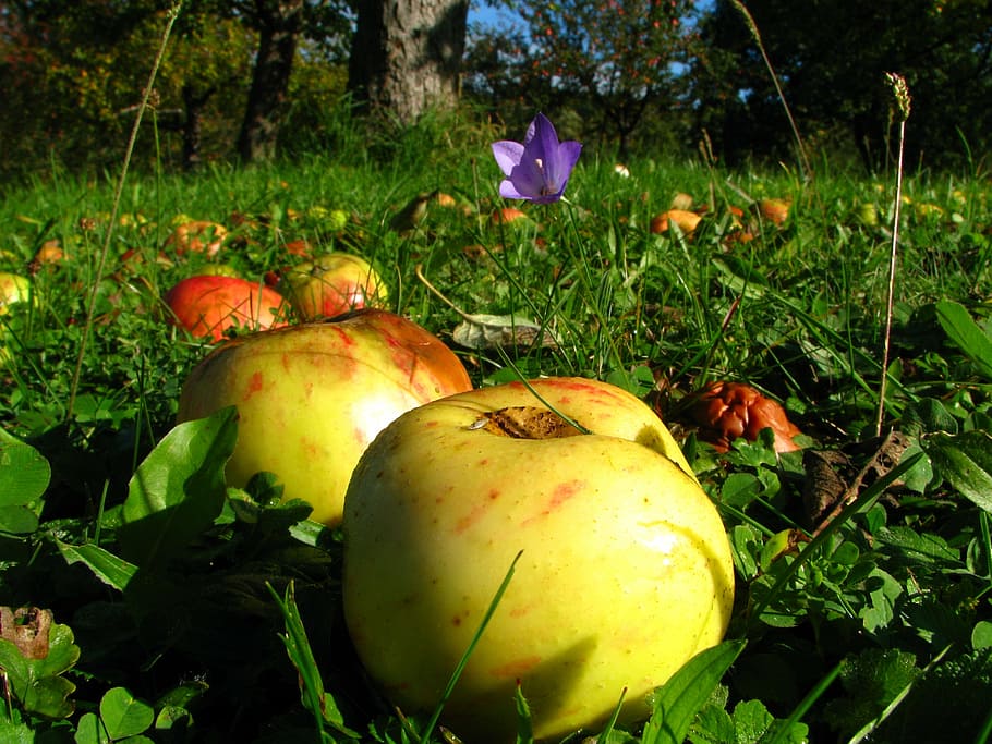 orchard, meadow, apple, autumn, nature, food, pumpkin, vegetable HD wallpaper
