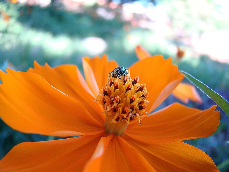 flower, rapier, bee, flowering plant, beauty in nature, petal HD wallpaper