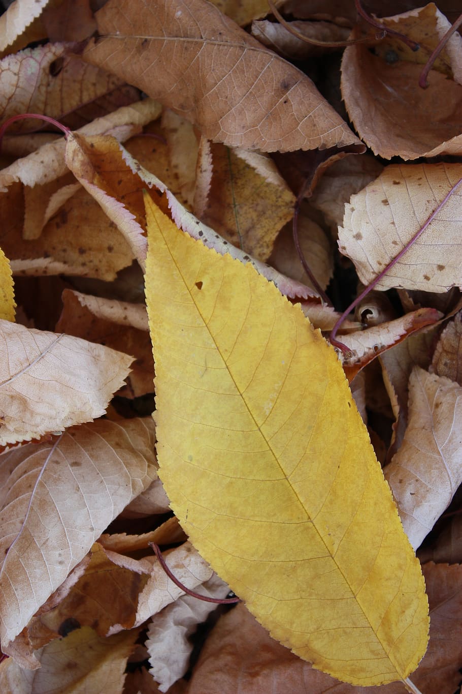 autumn, leaf, forest, plant part, change, leaves, close-up HD wallpaper