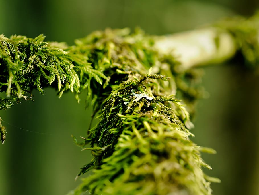 branch, moss, nature, tree, weave, bark, forest, green, plant HD wallpaper