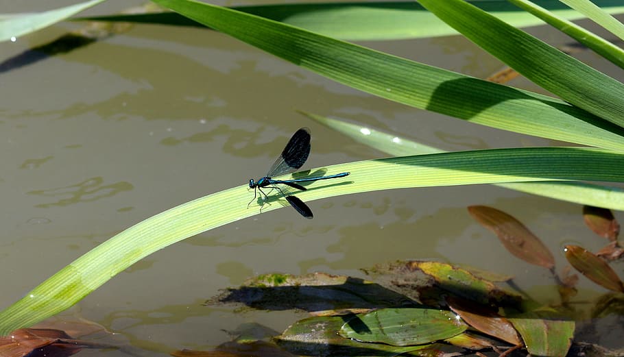 dragonfly, leaf, water, nature, animal themes, animal wildlife HD wallpaper