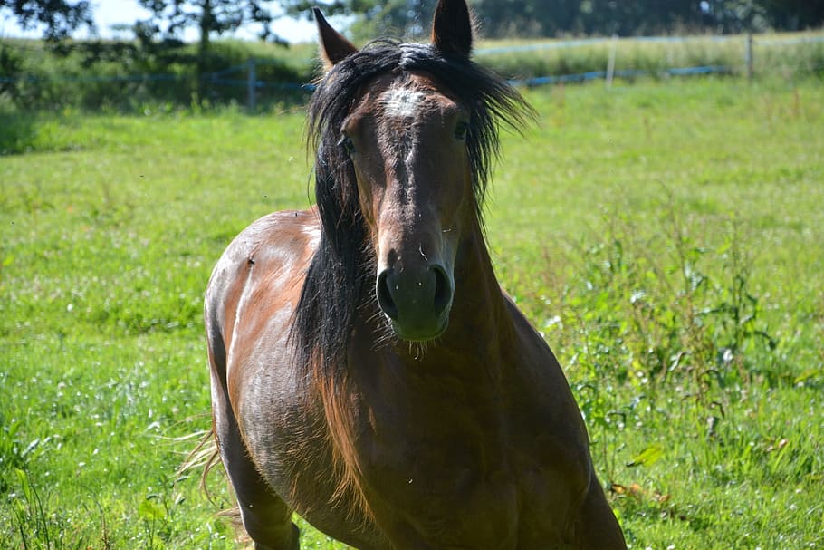 Horse, Run, Head, Play, Grass, Gallop, jump, horseback riding HD wallpaper