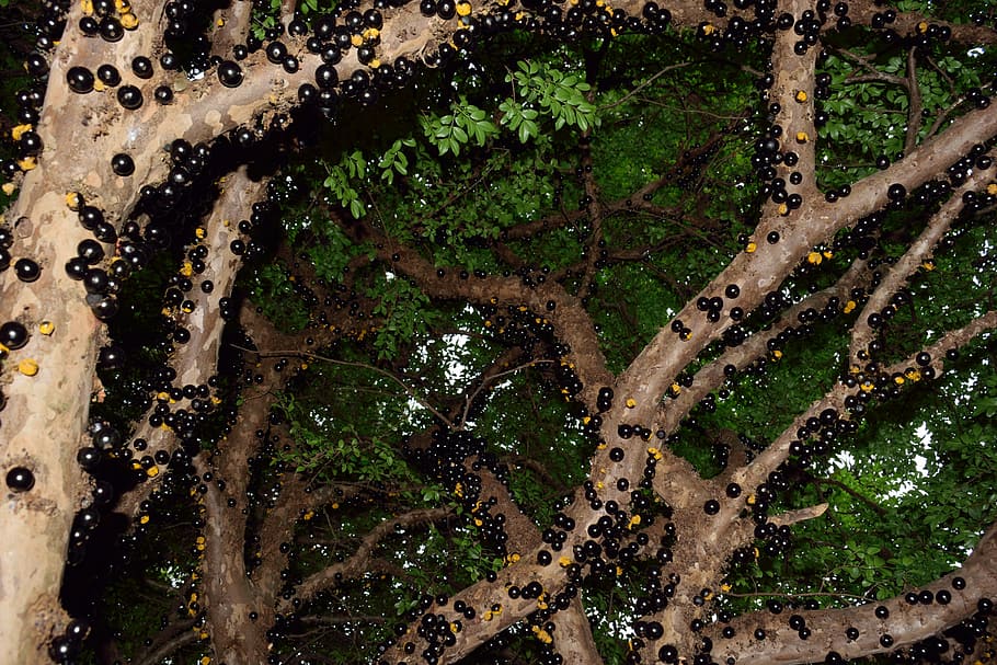 jabuticaba, fruit, nature, tree, plant, no people, growth, outdoors HD wallpaper