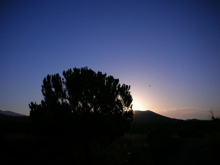 Sunset, Backlight, Nature, the backlight, tree, silhouette HD wallpaper