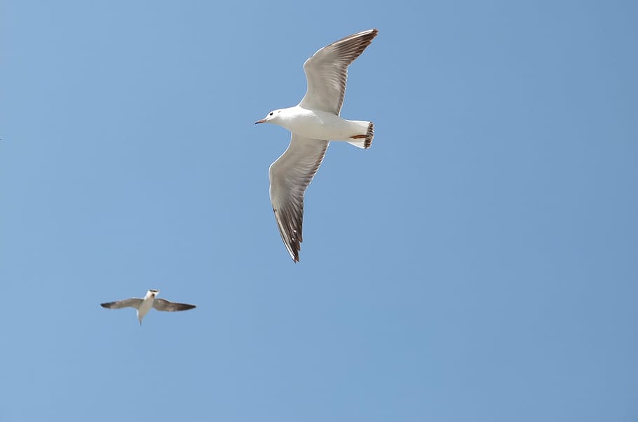 seagull, sky, kunming, fly, flying, animal themes, spread wings HD wallpaper