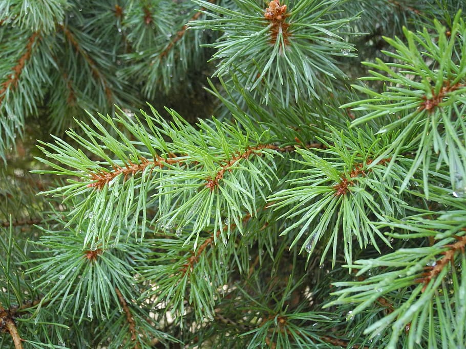 needles, fir, forest, dew, nature, green, branch, green color HD wallpaper