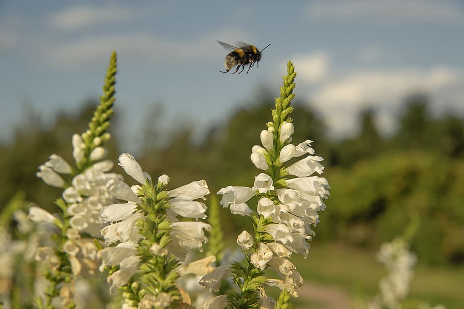 closeup, nature, bumblebee, flight, white flowers, summer, insect HD wallpaper