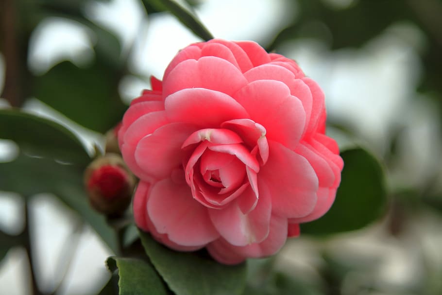 Flower, Love, rose, plant, rose - flower, pink color, nature HD wallpaper