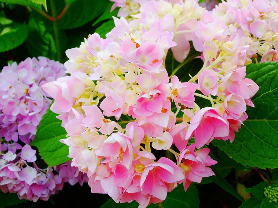 hydrangeas, flowers, flowering plant, fragility, vulnerability HD wallpaper