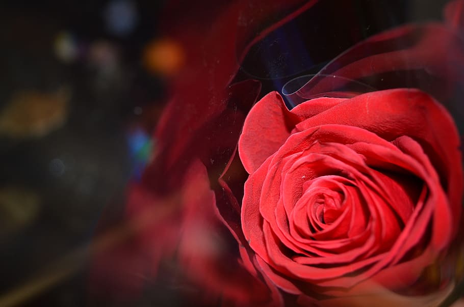 rose, red, handsomely, nicely, red rose, flower, beautiful HD wallpaper