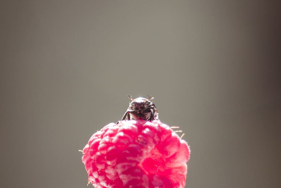 nature, raspberry, macro, one animal, animal themes, studio shot HD wallpaper