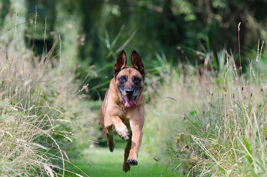 time-lapse photography of adult tan German shepherd running between green grass during daytime