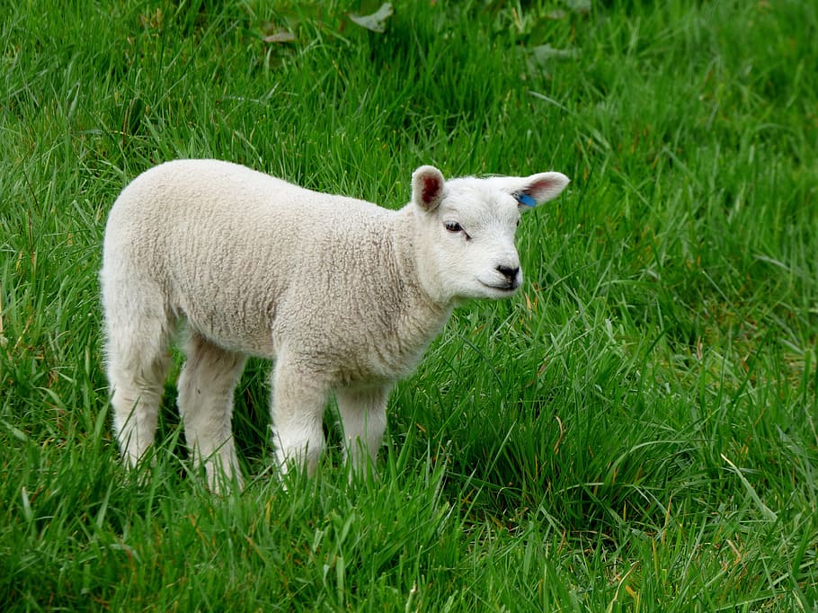 white sheep on grass, lamb, green, mammal, livestock, domestic animals HD wallpaper