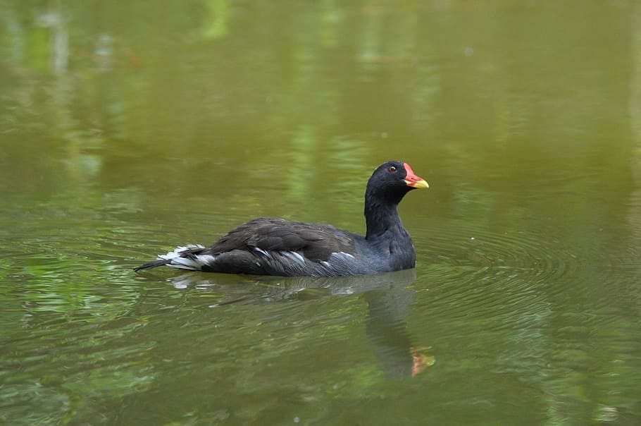 duck, water, bird, pond, animals in the wild, lake, animal themes HD wallpaper