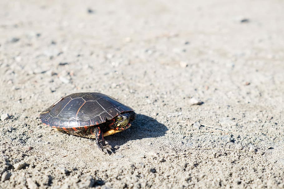 brown turtle on beach sand, turtle walking on shore during daytime HD wallpaper