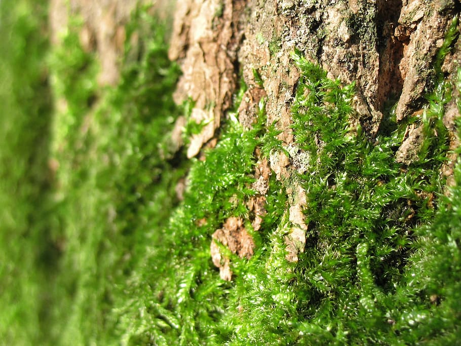 Mosses, Green, Plants, Tree, Barks, growths, growing, stems HD wallpaper