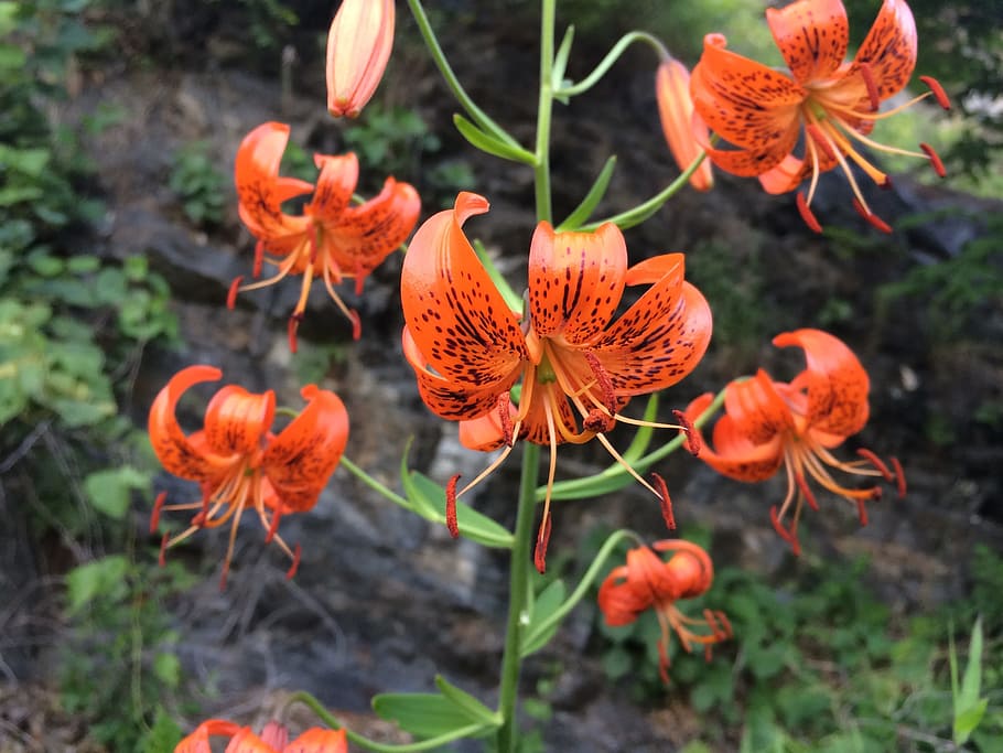 Scattering, Flowers, Depth, Lens, Camera, growth, orange color HD wallpaper