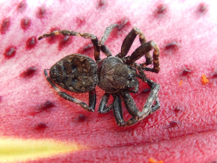 spider, nature, garden, animal themes, invertebrate, insect HD wallpaper