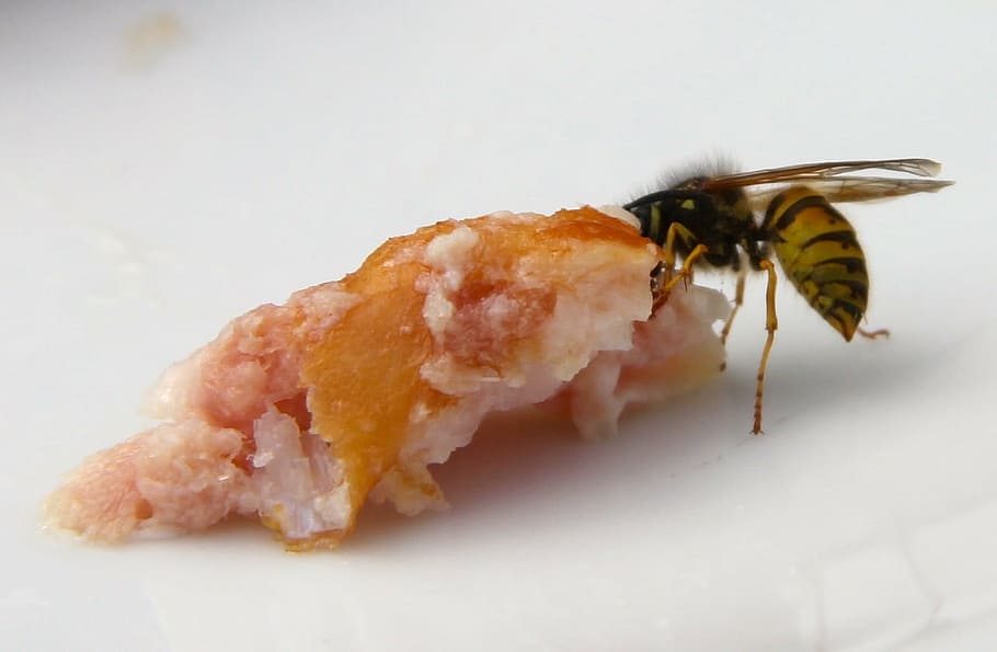 wasp, insect, animal, close-up, animal themes, studio shot HD wallpaper