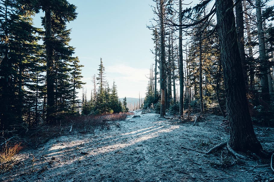 snow covered forest, brown, green, trees, woods, cold, sky HD wallpaper