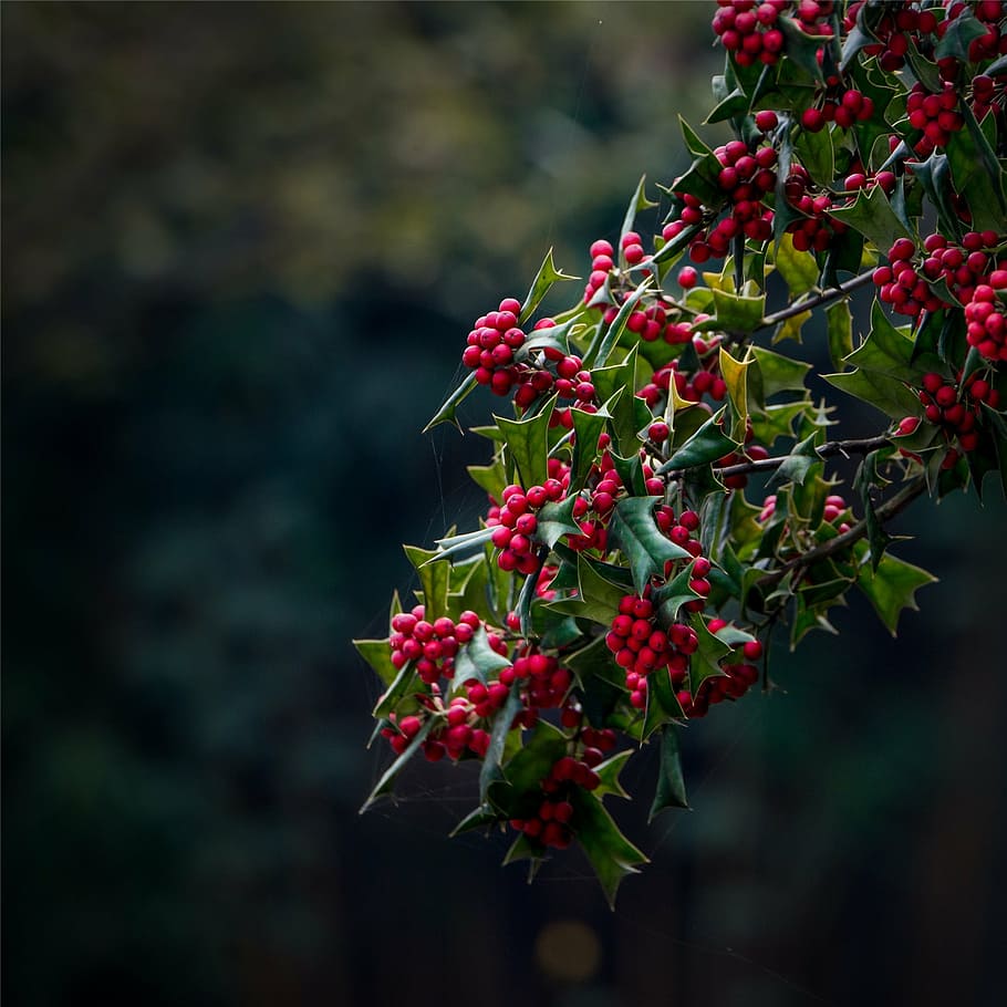 red berry lot shallow focus, european holly, christmas holly, HD wallpaper