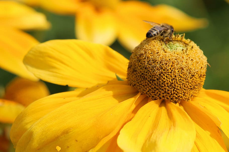 sun hat, blossom, bloom, insect, bee, yellow, flower, garden HD wallpaper
