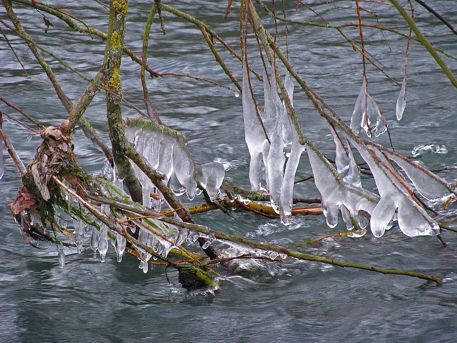 icicle, ice, winter, cold, frozen, water, nature, day, animal themes HD wallpaper