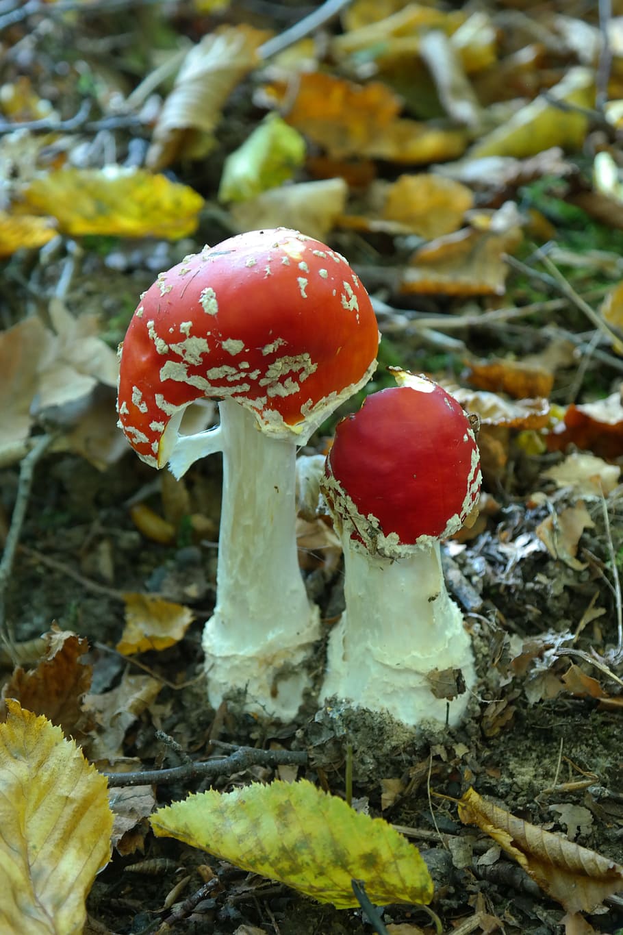 Fly Agaric, Mushroom, Toxic, red, spotted, amanita muscaria