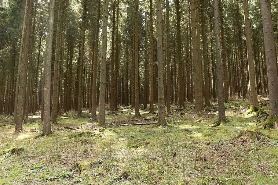 Forest, Conifers, Strains, Tree Trunks, log, summer, coniferous forest HD wallpaper