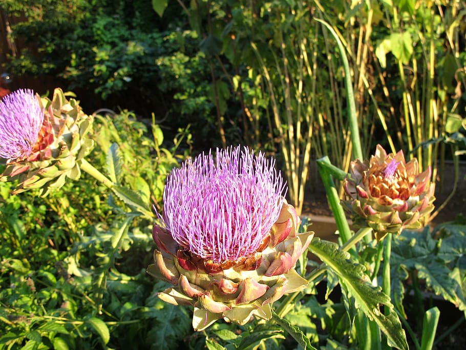 artichoke, blossom, bloom, flora, fresh, plant, natural, flower HD wallpaper