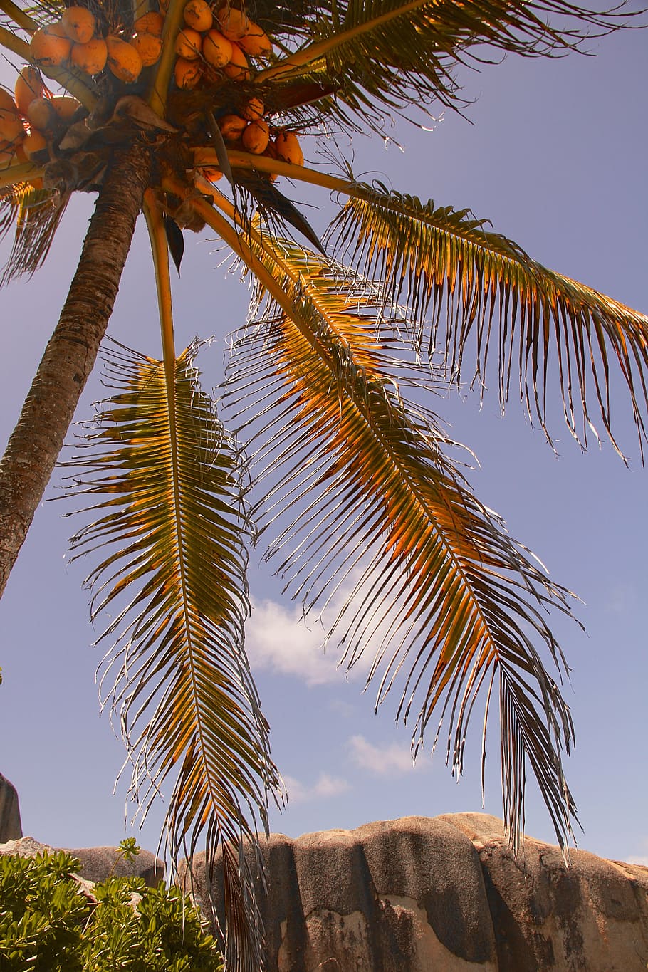 palm, summer, holiday, tree, exotic, palm tree, tropical, coconut HD wallpaper