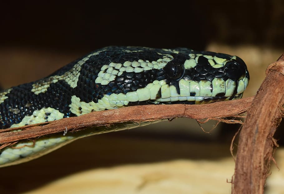 Snakehead, Reptile, Close, animal, non toxic, creature, black yellow HD wallpaper