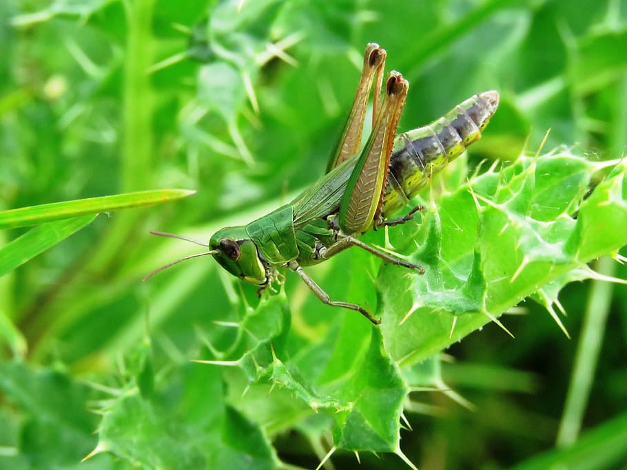 grasshopper, green, insect, thistle, close, summer, animal HD wallpaper