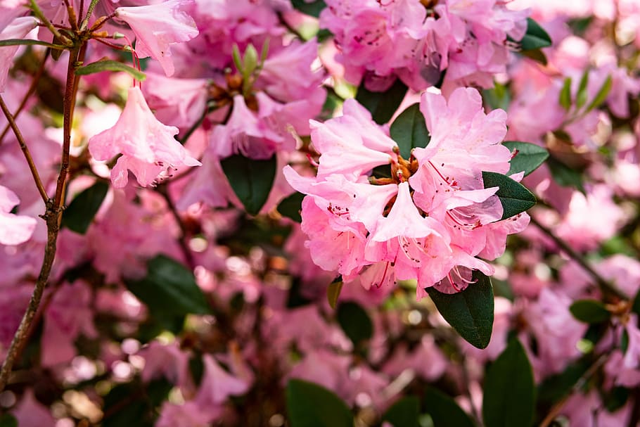 azalea, flower, garden, spring, flowering plant, beauty in nature HD wallpaper