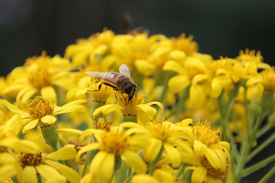 insect, blossom, bloom, yellow, nature, fly, flowering plant HD wallpaper