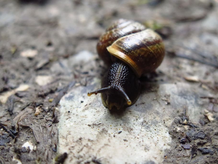 snail, macro, nature, slow, animal wildlife, animal themes HD wallpaper