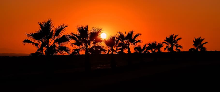 palm trees, path, sun, sunset, summer, nature, sunlight, landscape HD wallpaper