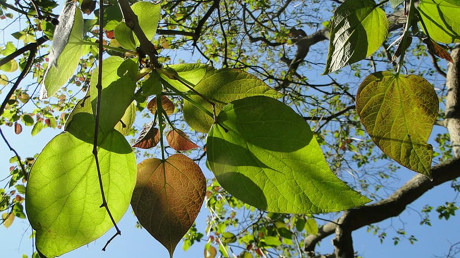 Leaves, Tree, Catalpa, Spring, leaf, hanging, outdoors, one animal HD wallpaper