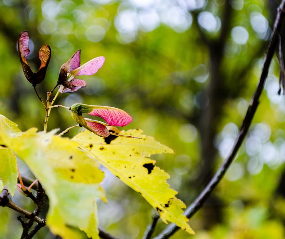 maple, flying machine wings, block fruit, plant, tree, nature HD wallpaper