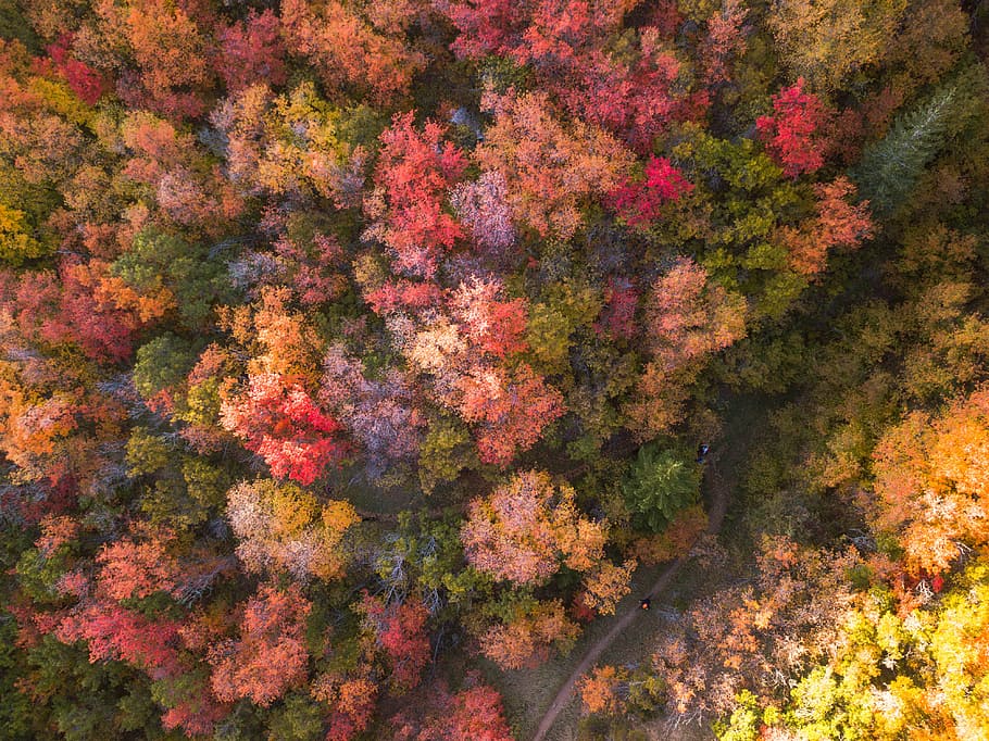 aerial photography of multicolored flower trees, bird's-eye view of assorted-color trees, HD wallpaper