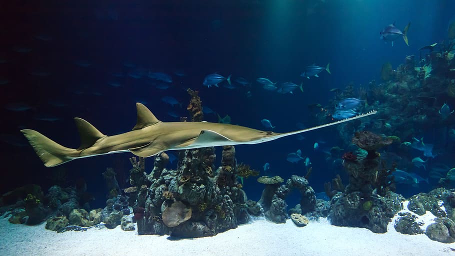 gray stingray underwater, animal, aquarium, creature, deep HD wallpaper