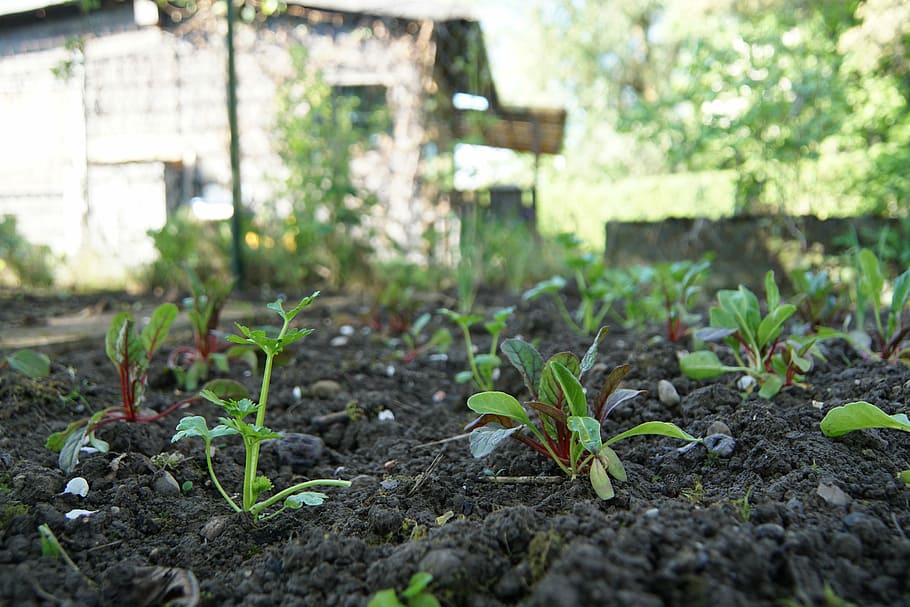 garden-bed-chard-plant.jpg