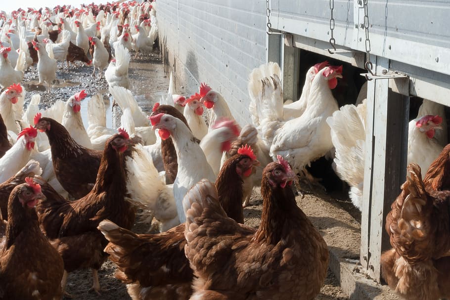 flock of white and brown chicken, Hen, Factory Farming, running