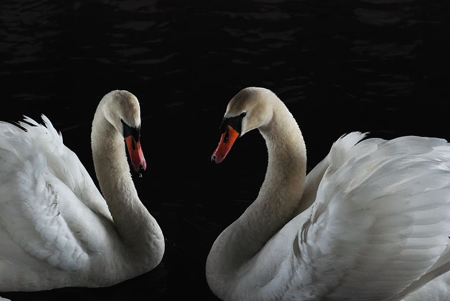 two white ducks, bird, swan, wild, animals, wild birds, beach HD wallpaper
