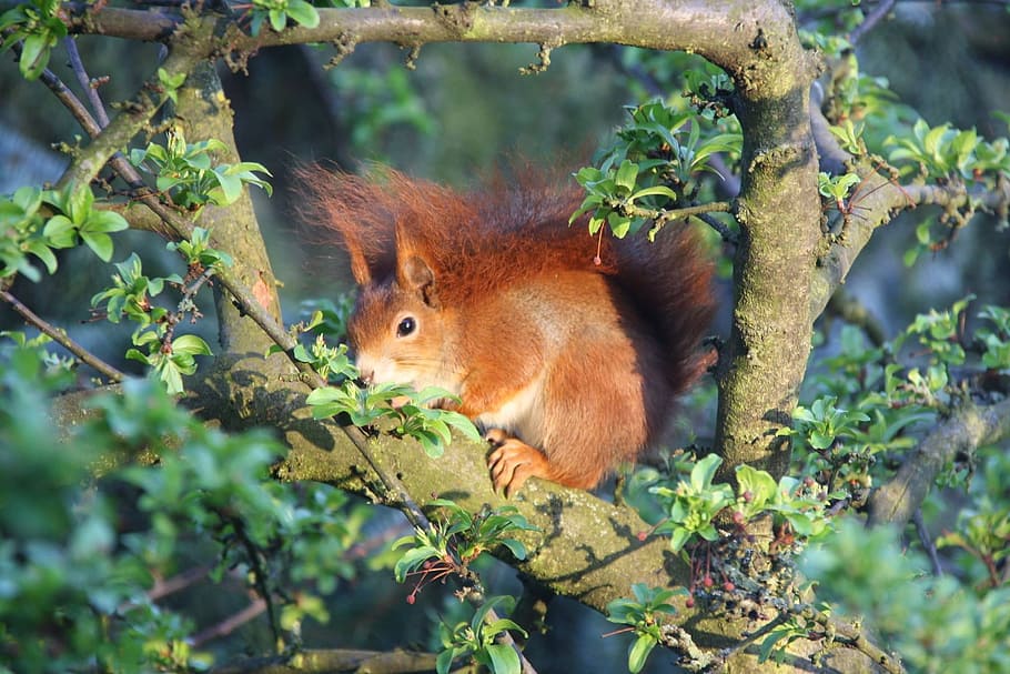 squirrel, nature, animal themes, mammal, one animal, animal wildlife HD wallpaper