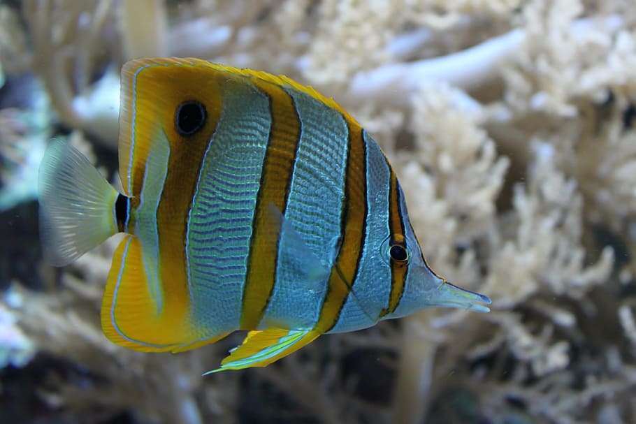 yellow and white fish, ocean, nature, underwater, coral, reef