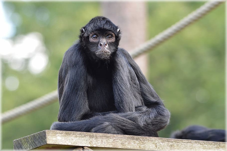 Monkey, Prehensile Tail Monkeys, spider monkey, forest devil HD wallpaper