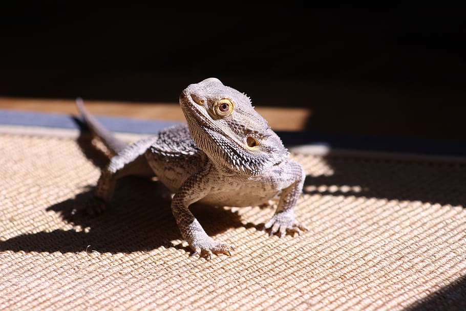 lizard, bearded dragon, reptile, animal themes, animal wildlife HD wallpaper