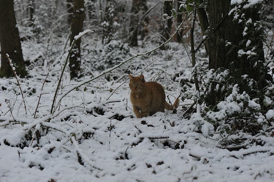 winter, snow, cold, cat, trees, forest, cats, nature, animal HD wallpaper