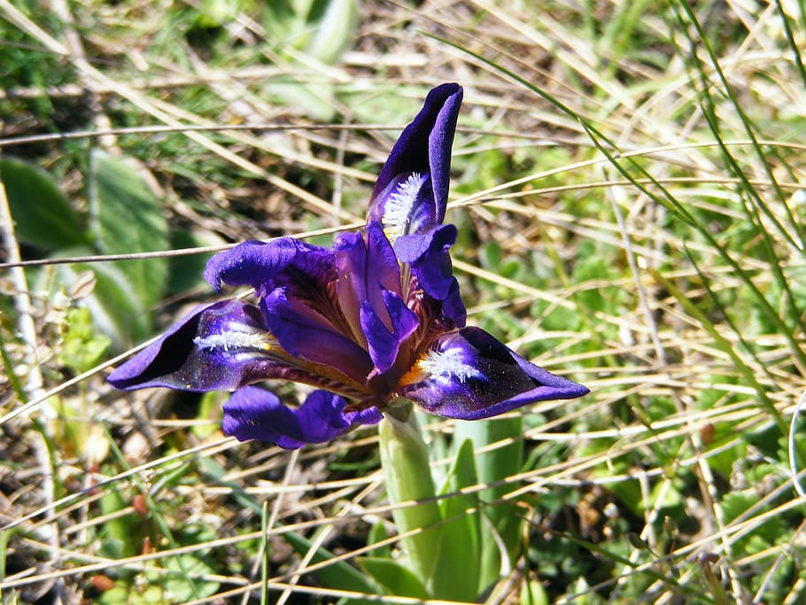Wild, Iris, Flower, iris pseudarocus, violet, wild iris, mov HD wallpaper